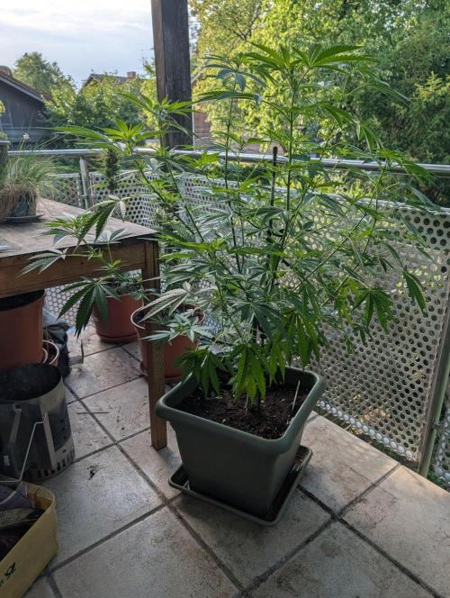 Ganja Farmer Freebie Grow. Week 14