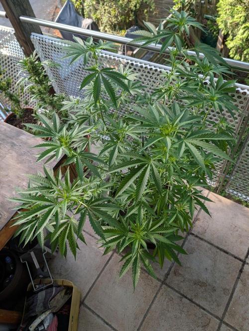 Ganja Farmer Freebie Grow. Week 14