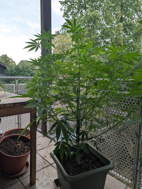 Ganja Farmer Freebie Grow. Week 15