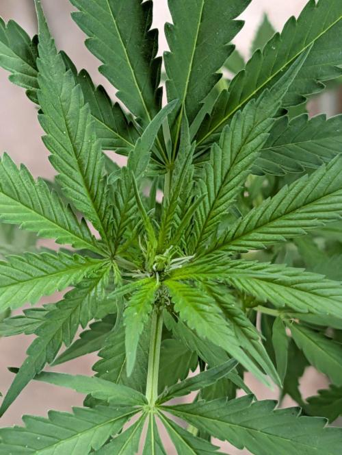 Ganja Farmer Freebie Grow. Week 15