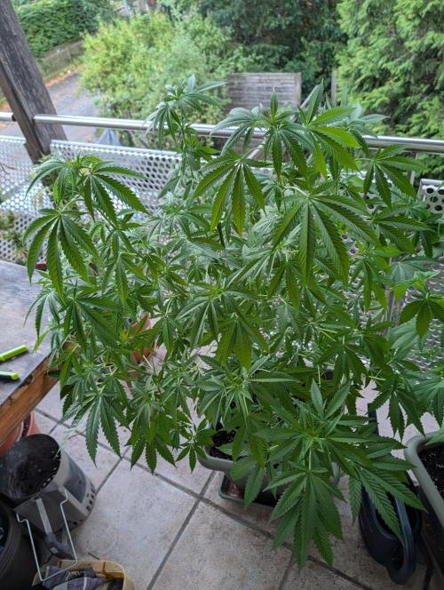 Ganja Farmer Freebie Grow. Week 15