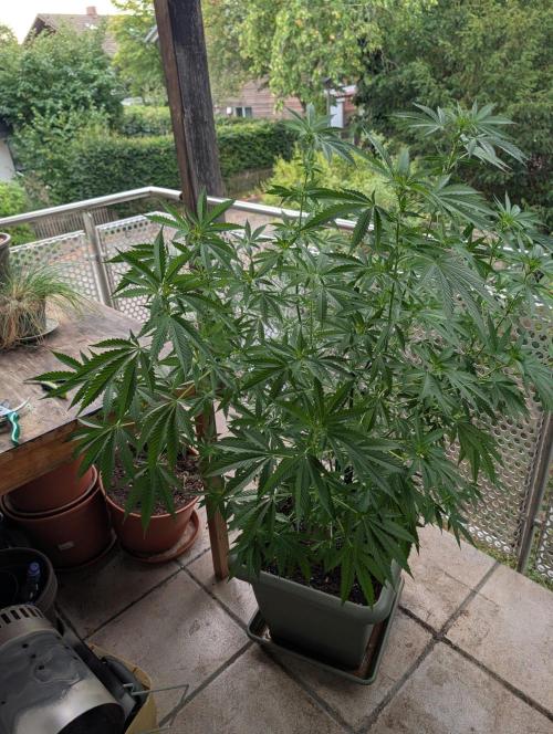 Ganja Farmer Freebie Grow. Week 15