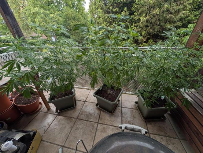 Ganja Farmer Freebie Grow. Week 15