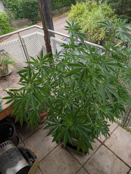 Ganja Farmer Freebie Grow. Week 15