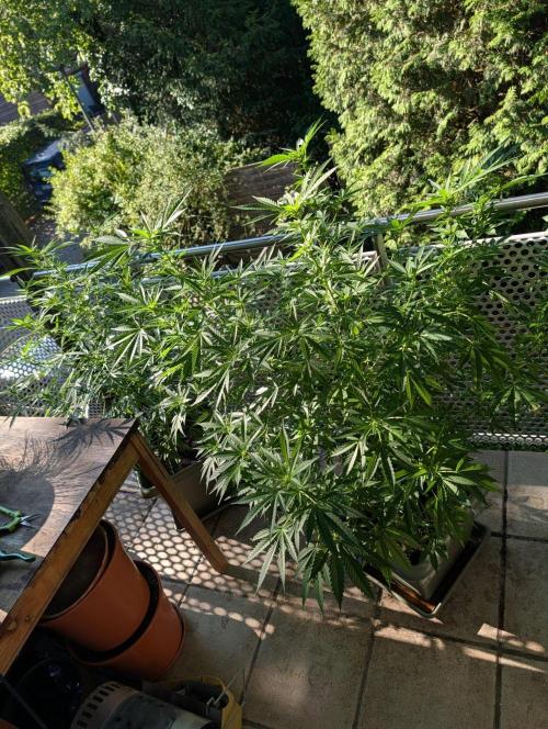 Ganja Farmer Freebie Grow. Week 16