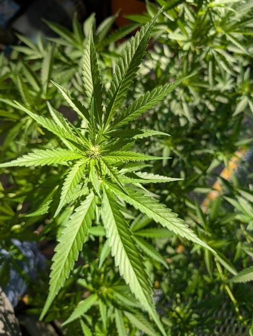 Ganja Farmer Freebie Grow. Week 16