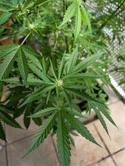 Ganja Farmer Freebie Grow. Week 17