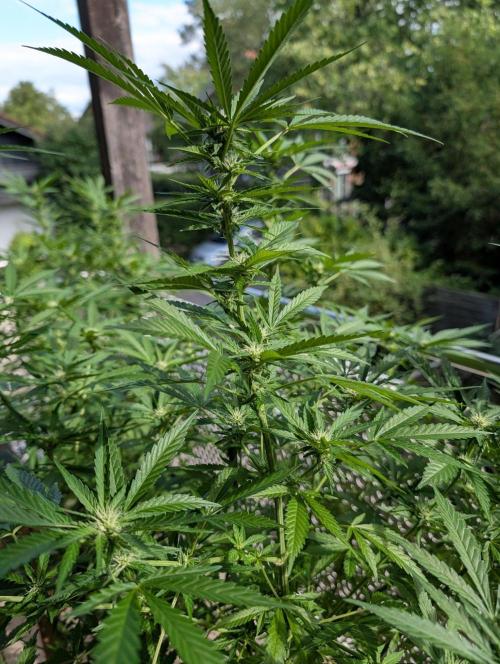 Ganja Farmer Freebie Grow. Week 17