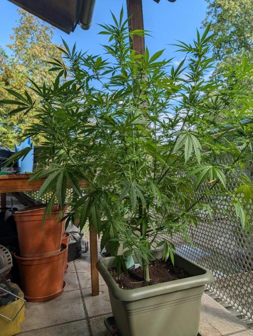 Ganja Farmer Freebie Grow. Week 17
