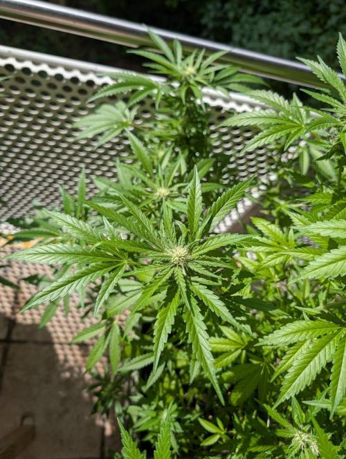 Ganja Farmer Freebie Grow. Week 18