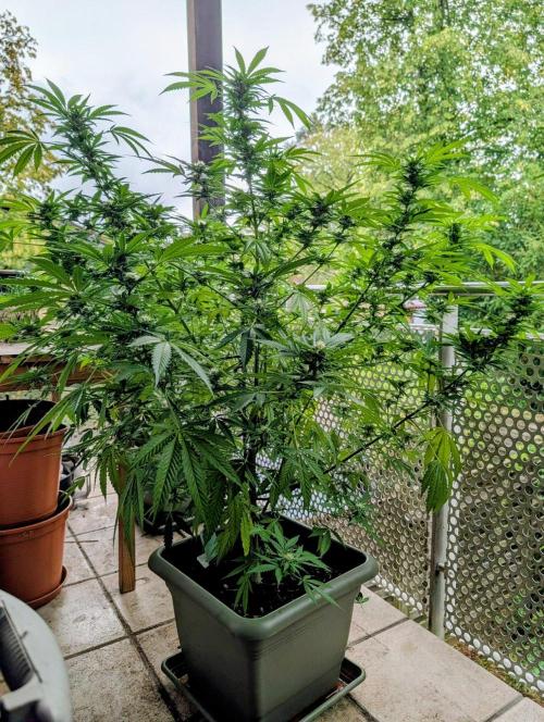 Ganja Farmer Freebie Grow. Week 19