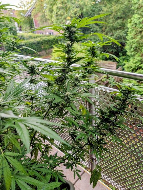 Ganja Farmer Freebie Grow. Week 19