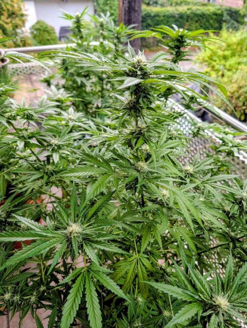 Ganja Farmer Freebie Grow. Week 19
