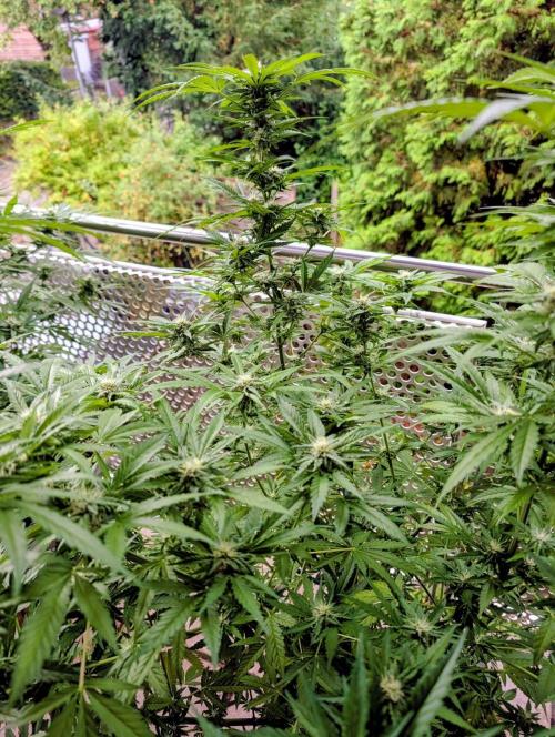 Ganja Farmer Freebie Grow. Week 19