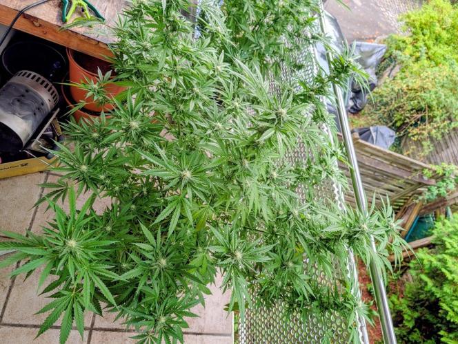 Ganja Farmer Freebie Grow. Week 19