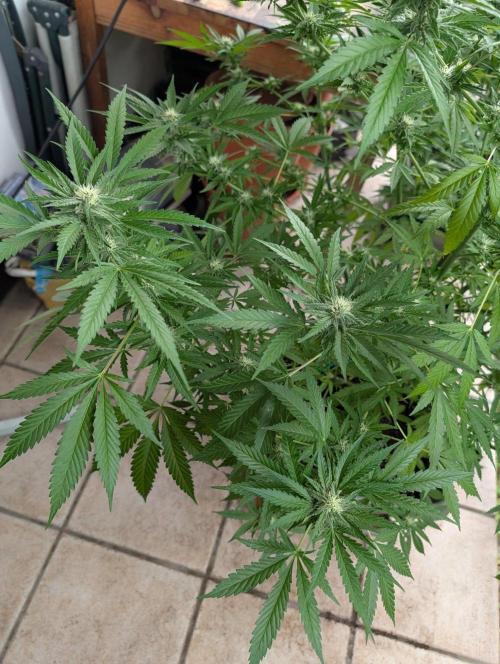 Ganja Farmer Freebie Grow. Week 19