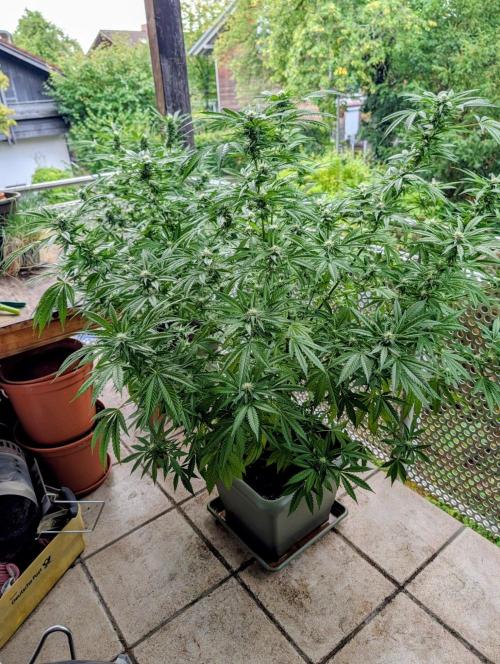 Ganja Farmer Freebie Grow. Week 19