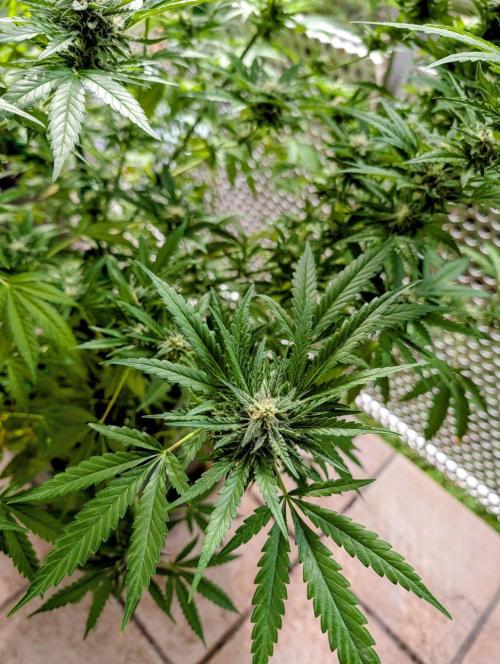 Ganja Farmer Freebie Grow. Week 20