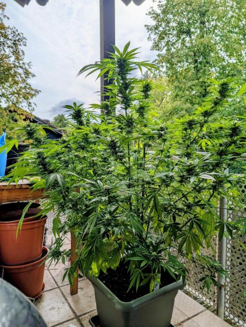 Ganja Farmer Freebie Grow. Week 20