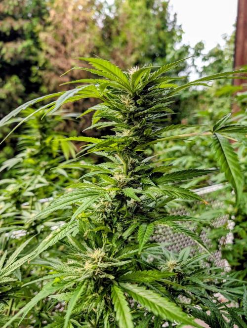 Ganja Farmer Freebie Grow. Week 20