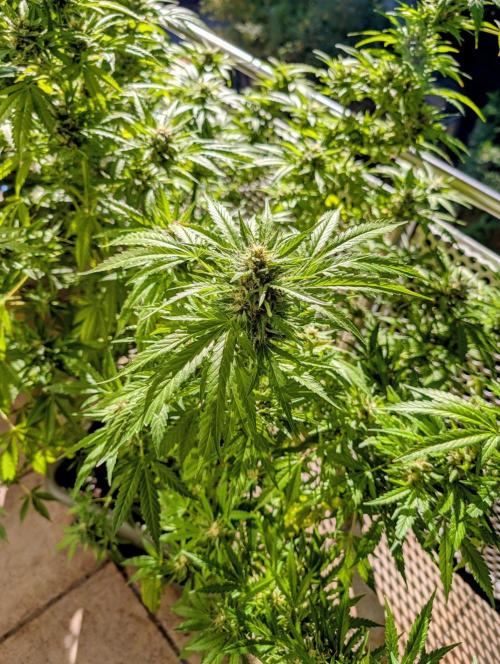 Ganja Farmer Freebie Grow. Week 21