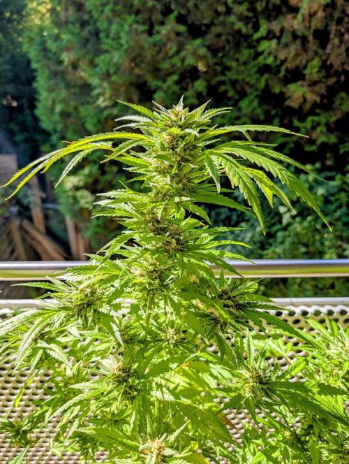 Ganja Farmer Freebie Grow. Week 21