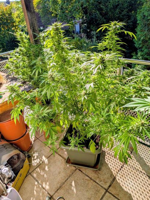 Ganja Farmer Freebie Grow. Week 21