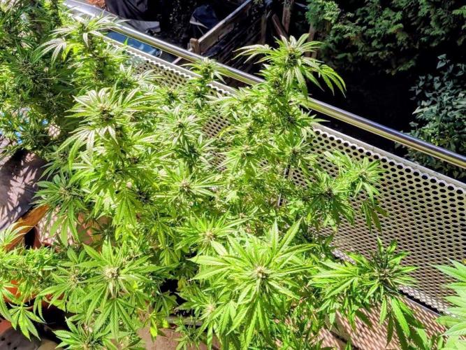 Ganja Farmer Freebie Grow. Week 21
