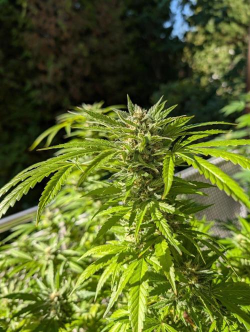 Ganja Farmer Freebie Grow. Week 21