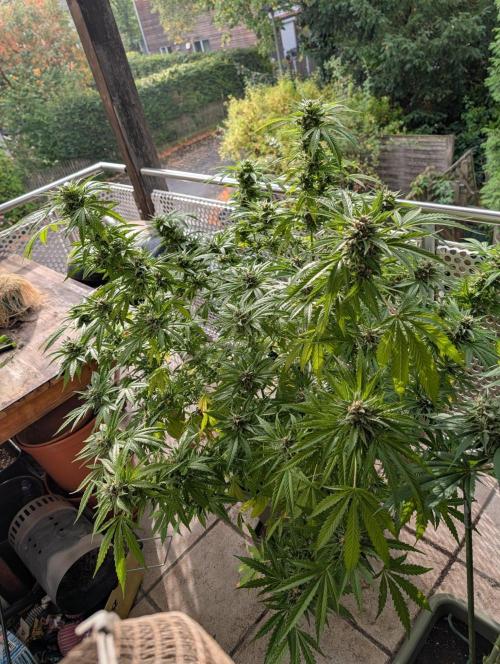 Ganja Farmer Freebie Grow. Week 22 - ... to that.