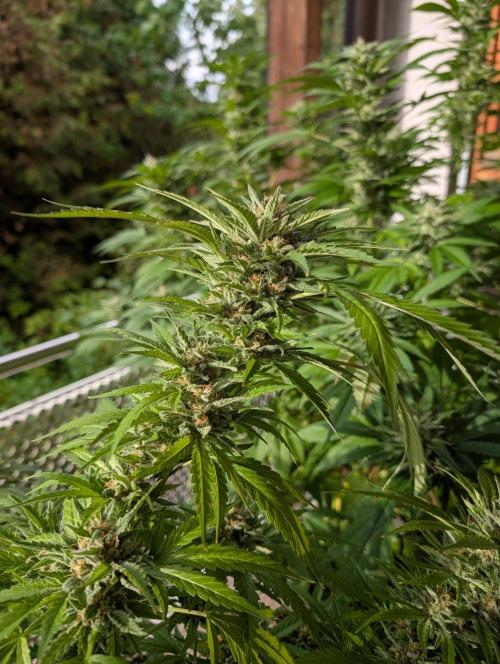Ganja Farmer Freebie Grow. Week 22