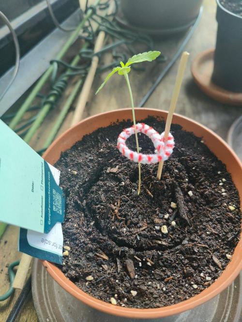 Ganja Farmer Freebie Grow. Week 22 - From this....