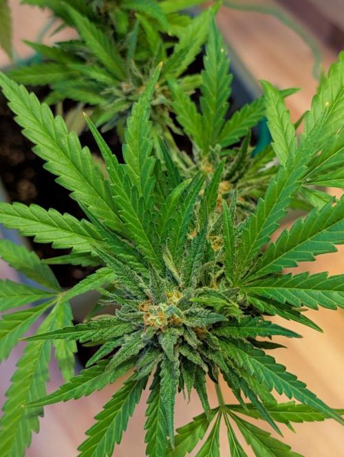 Ganja Farmer Freebie Grow. Week 23