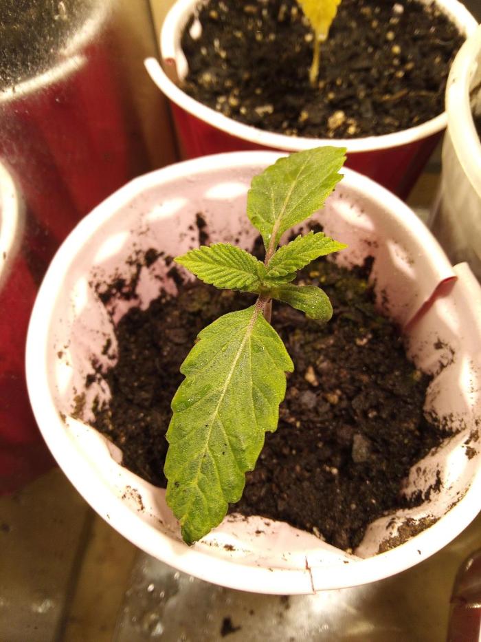 *Apex Predator* - Winter grow 2025. Week 0