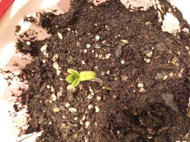 Queen Omega  Winter grow 2025. Week 0 - 12-10-25 the day she popped