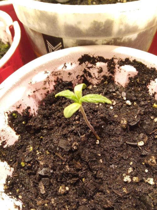 Queen Omega  Winter grow 2025. Week 0 - 12-12-25
