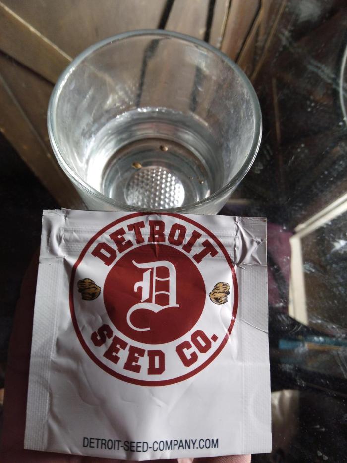 Goth Girl.  Winter Grow 2025. Week 0 - Soak for 24 hrs. *Goth Girl*