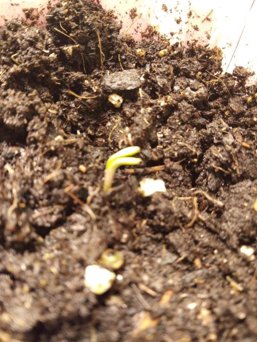 Goth Girl.  Winter Grow 2025. Week 0 - Soaked in water for 24 hrs then direct sow