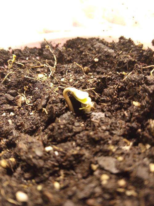 Goth Girl.  Winter Grow 2025. Week 0 - Soaked in water for 24 hrs then direct sow