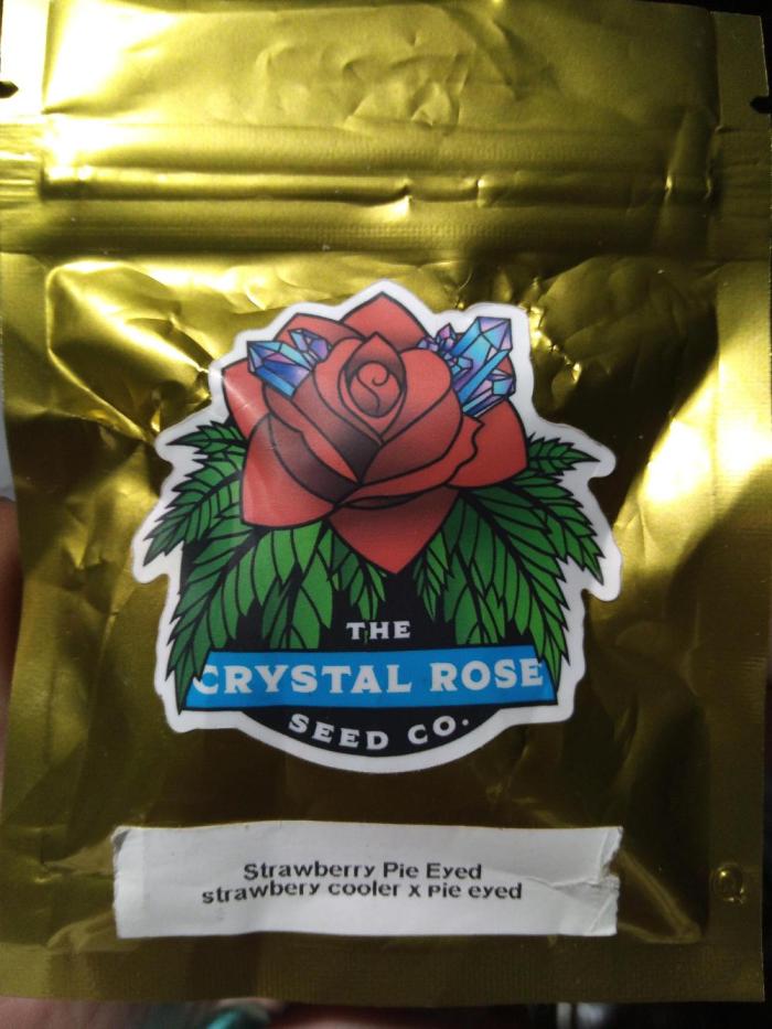 Strawberry Pie Eyed Winter Grow 2025. Week 0 - 11-16-25