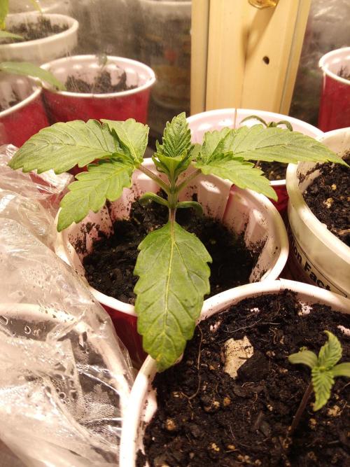 The 285- Winter grow 2025. Week 1 - 12-16-25 . The 1st day of a short 
5-10 day veg before flipping to flower