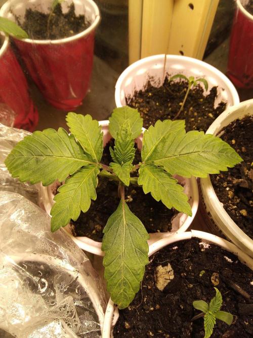 The 285- Winter grow 2025. Week 1 - 12-16-25. The 1st day of a short 
5-10 day veg before flipping to flower