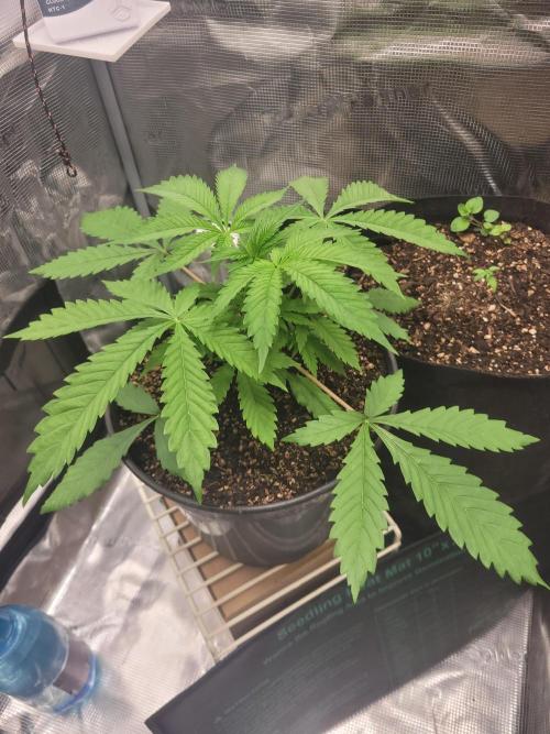 FFFirst time TropiKanaky miniindoor. Week 3