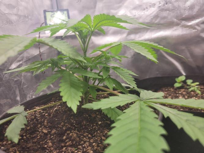 FFFirst time TropiKanaky miniindoor. Week 3