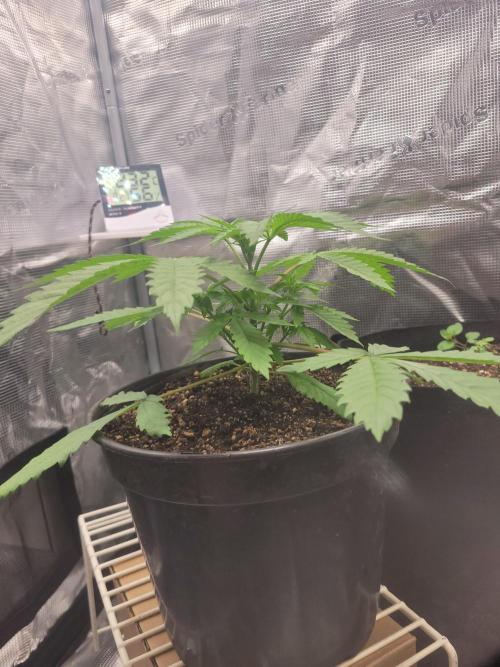 FFFirst time TropiKanaky miniindoor. Week 3