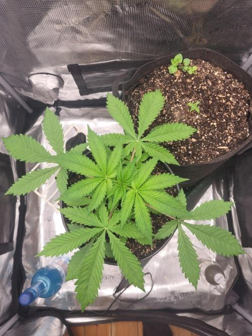 FFFirst time TropiKanaky miniindoor. Week 3