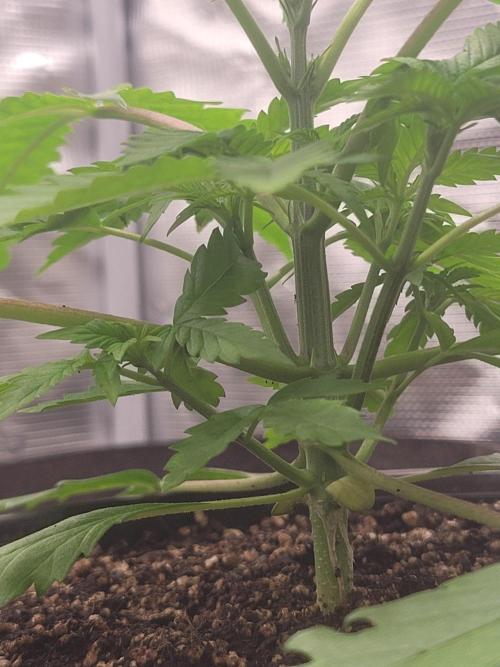 FFFirst time TropiKanaky miniindoor. Week 3