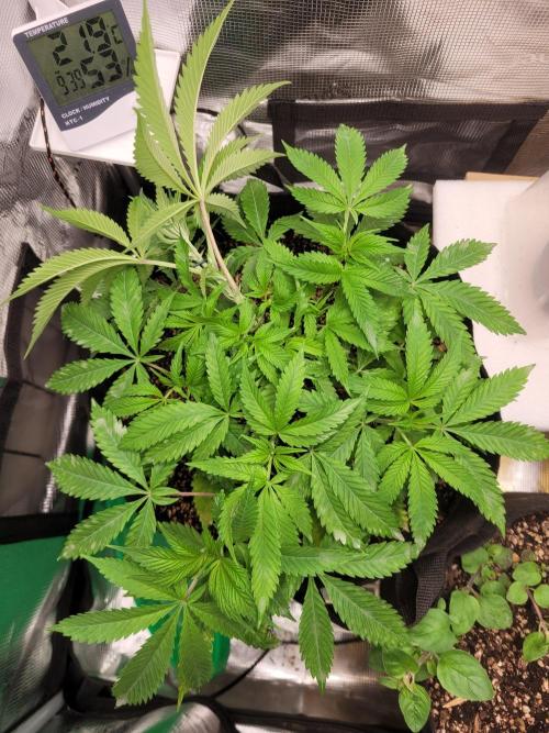 FFFirst time TropiKanaky miniindoor. Week 5