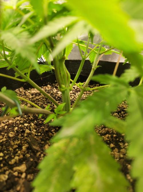 FFFirst time TropiKanaky miniindoor. Week 5