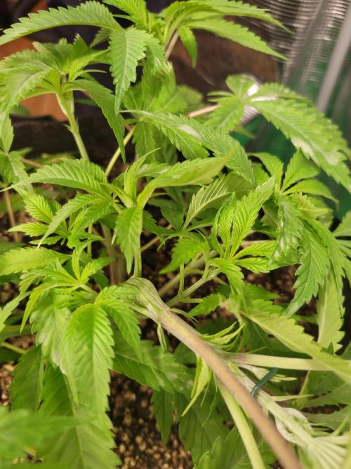 FFFirst time TropiKanaky miniindoor. Week 5